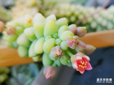 養(yǎng)了多年的肉，花開了??