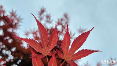 萬(wàn)紫千紅總是春