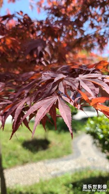 下了好久雨，終于等到你太陽！