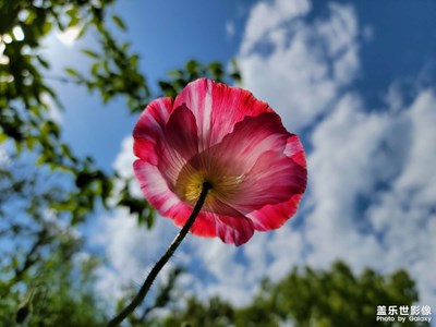 【出游記】+遠(yuǎn)香湖邊的虞美人