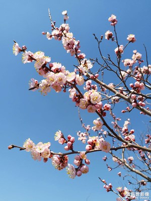 【出游記】+踏青賞花