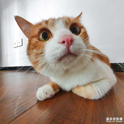 貓