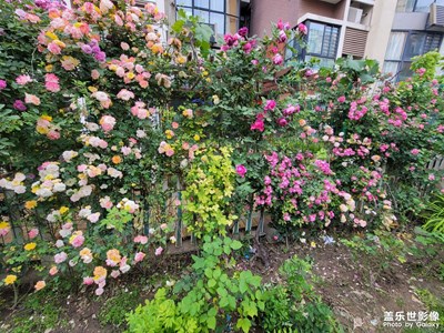 花花