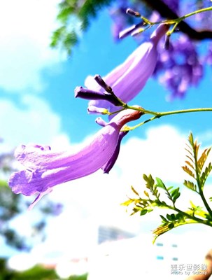 中國(guó)色彩，藍(lán)花楹。