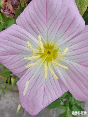 三星無(wú)文案