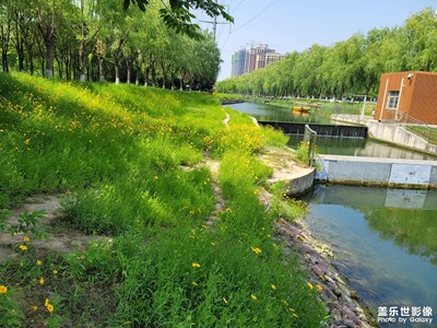小黃花