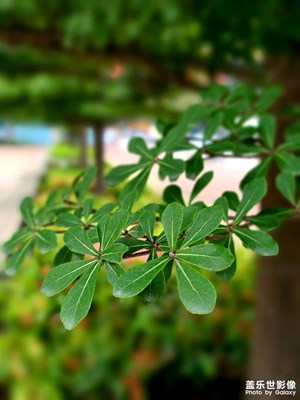 發(fā)幾張隨手拍的照片