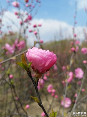 【家園麗景】+春花
