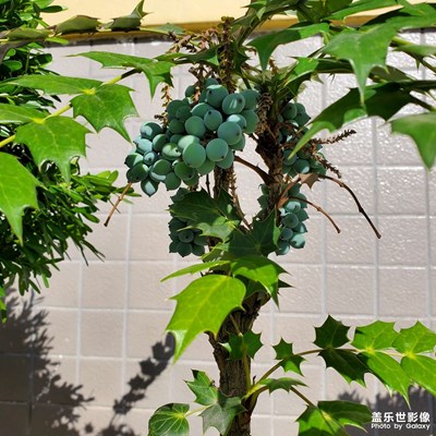 那一抹綠