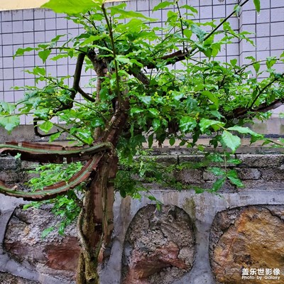 篦子樹(shù)