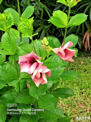 花開(kāi)富貴