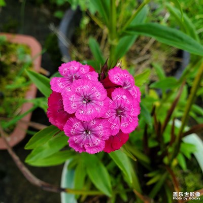 隨手拍