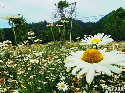 三星S21 U 隨手拍