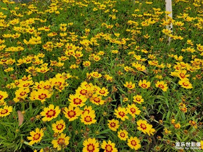 逛上海花博會(huì)，拍了一天