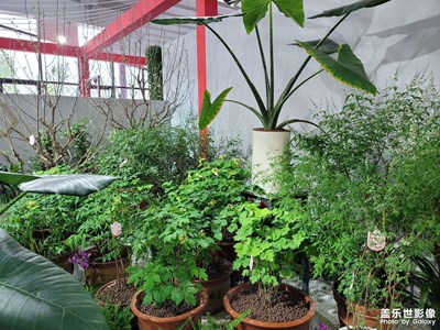 花博會(huì)開啦，就在老家