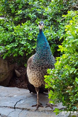 【念念不忘】你好，動物們！