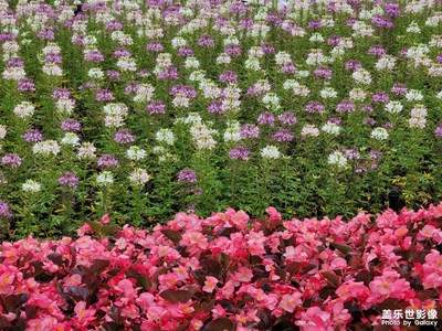 花博會(huì)開啦哈哈