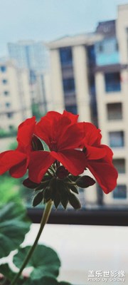 天竺葵是真的好養(yǎng)活