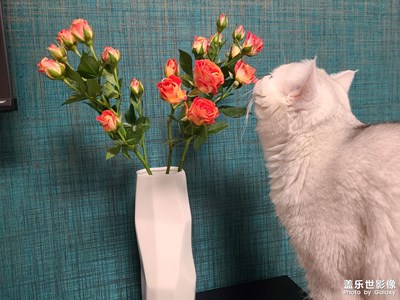 胖三元之 心有猛虎，細(xì)嗅薔薇