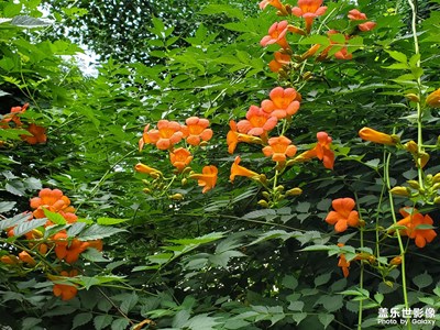 公園里的花