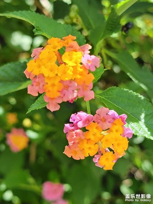 路邊野花也不香