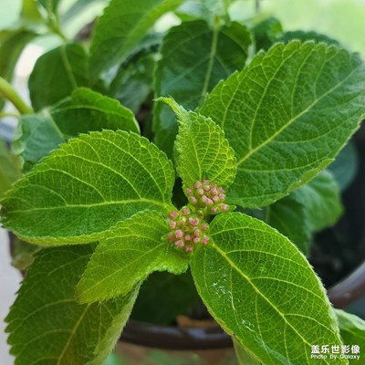 端午節(jié)