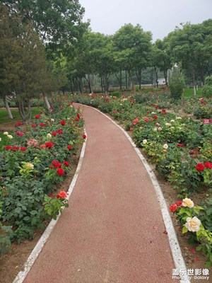 你們猜又在花海中是什么感覺