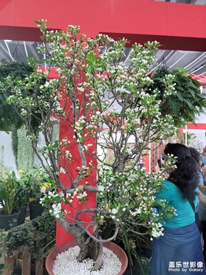 花博會(huì)花博會(huì)好開心