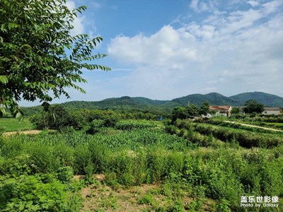 向日葵盛開的夏天