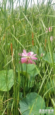 2021六月周六下午蘆葦中的荷花