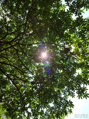 【春去夏猶清】+ 寧靜的夏天