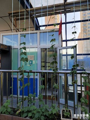 今日照片   BRT車(chē)站種的豆角結(jié)了