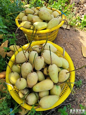 摘芒果