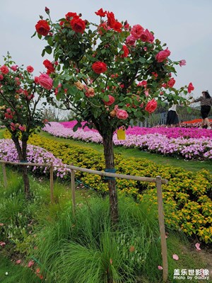 花博會(huì)開啦哈哈好開心