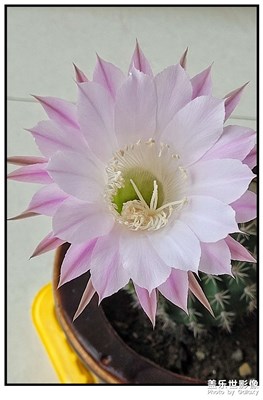 【小球花開(kāi)一朵紅】