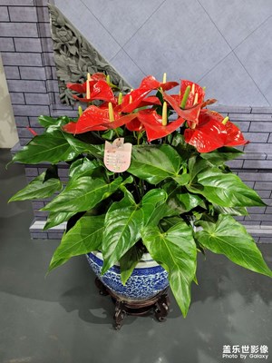 花博會(huì)開了哈哈