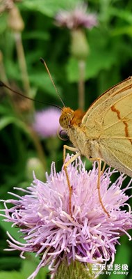 鄉(xiāng)間美景