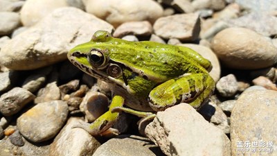 【星動(dòng)一夏】+綠青蛙