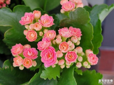 今天在街邊看見到花花飄亮。