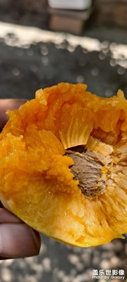 杏子續(xù)集  二