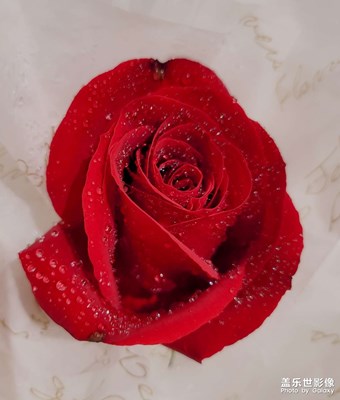 【星動一夏】那些花