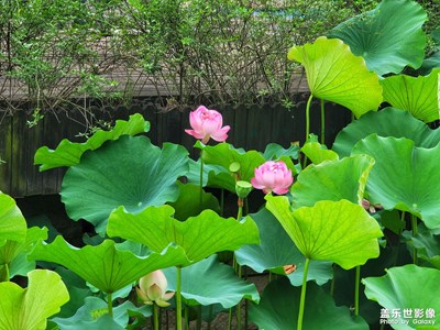 夏天