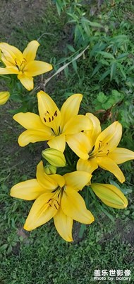 園區(qū)業(yè)主的花