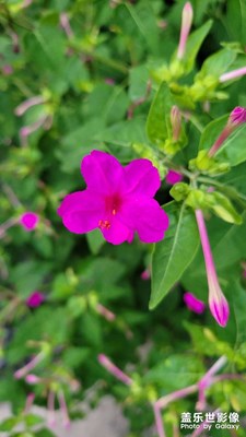 【星動(dòng)一夏】
+夏天的小花