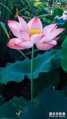 【星動一夏】+七月的荷