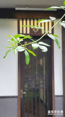 手機(jī)拍照的顏色太舒服了，好看