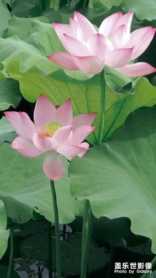 【瞬間精彩】+荷塘隨拍