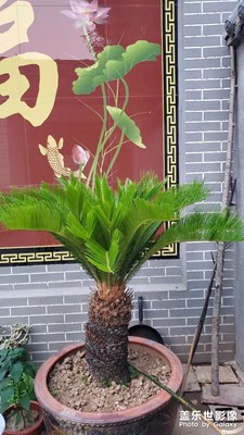 鐵樹發(fā)新芽