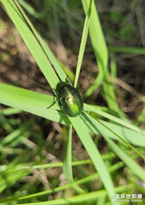 【星動(dòng)一夏】+夏蟲(chóng)