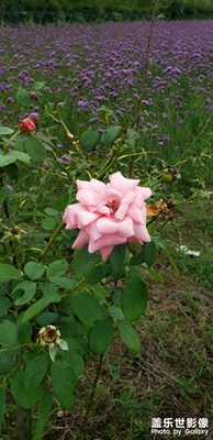 花開花落